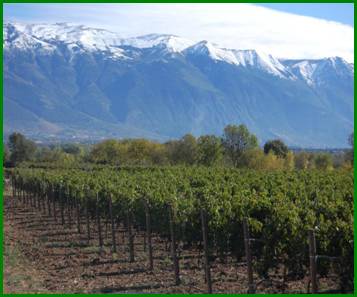 Risultati immagini per vigneto abruzzo